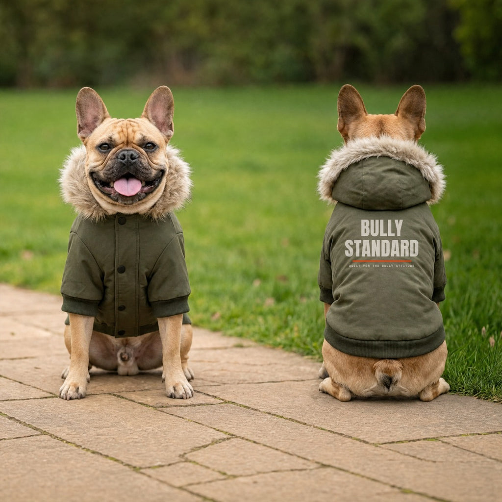 Bully Standard dog parka on a walk