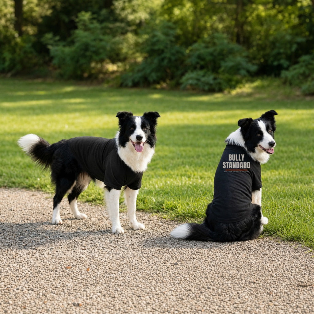 Bully Standard dog raglan tee in black, logo on the back